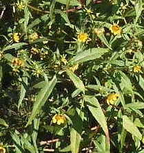 Bidens cernua? S